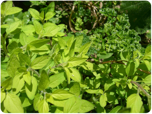 oregano and parsley