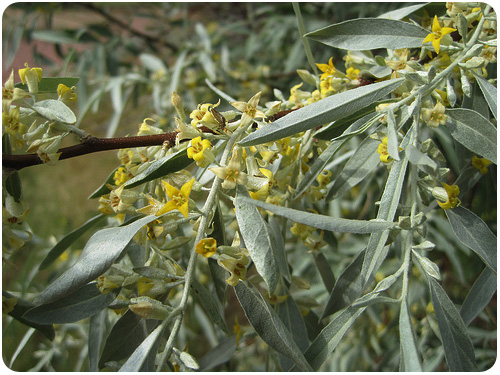 flowering tree in red rocks, colorado