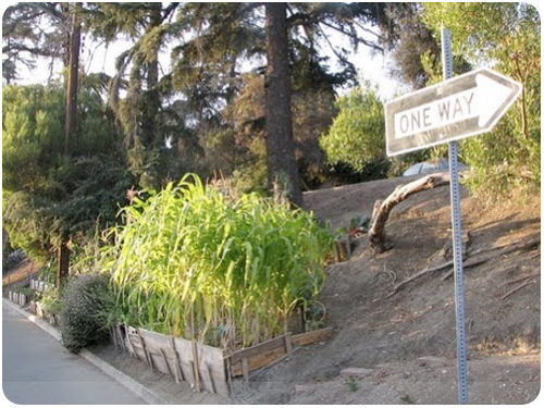 curbside gardening in echo park