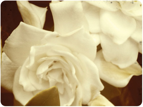 natural aromatherapy