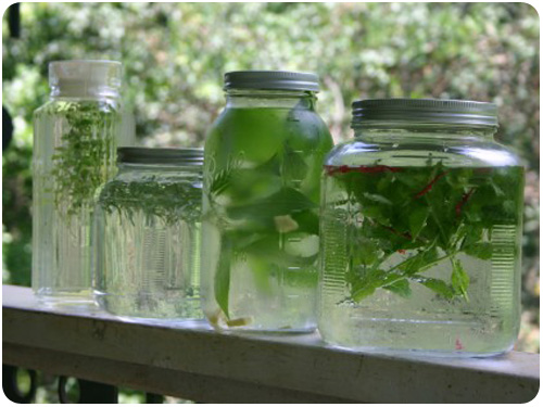 herbal sun teas