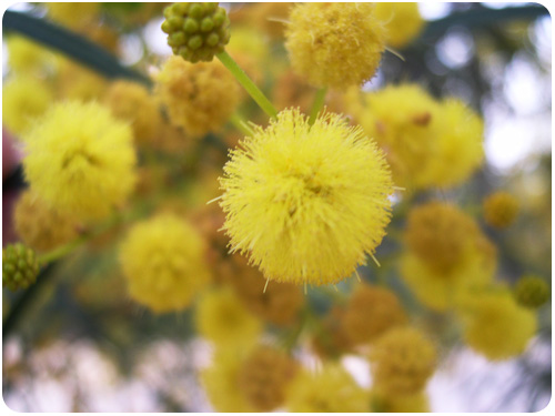 acacia blossoms close up, elysian park, los angeles