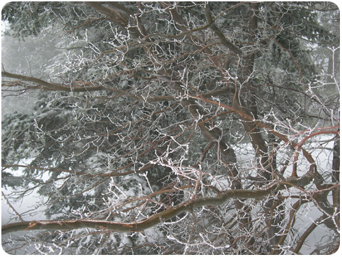 icy branches on a bare tree