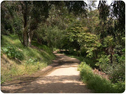 portola trail west of stadium way, elysian park, los angeles