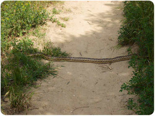 a snake on portola trail, elysian park, los angeles