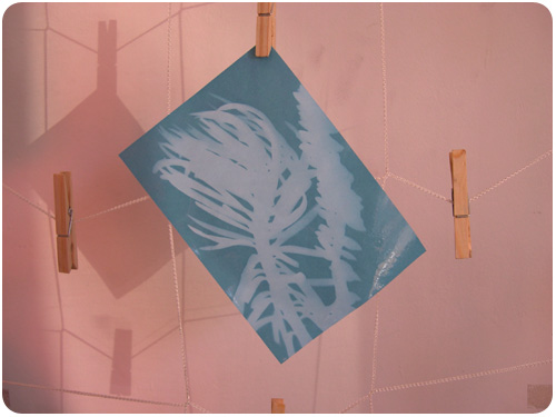 contact blueprint of plant cuttings