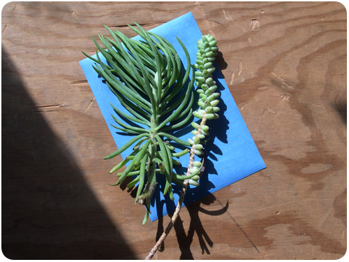 making a contact blueprint