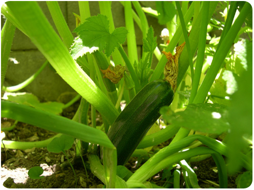 first zucchini of 2010