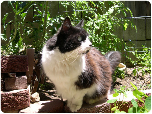 kitty kazoo exploring the tomatoes and peppers