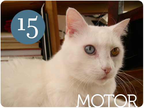 motor's 15th birthday