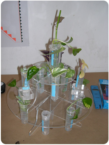 plant clones at machine project