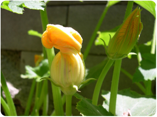 first zucchini blossoms of 2010