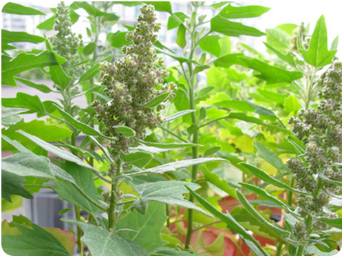growing quinoa in containers