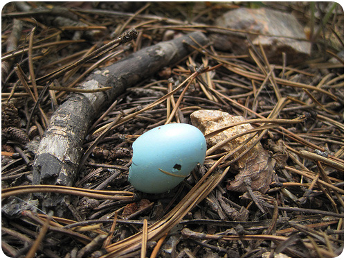 a robin's egg, arapaho national forest