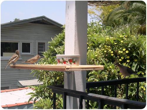 finches and a dove eating bird seed