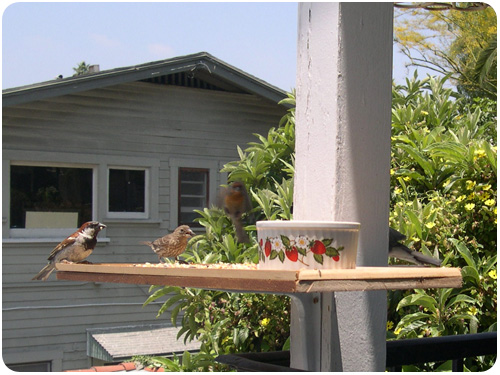 finches eating bird seed