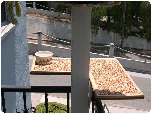 platform bird feeder