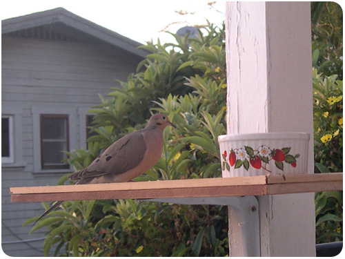mourning dove eating bird seed