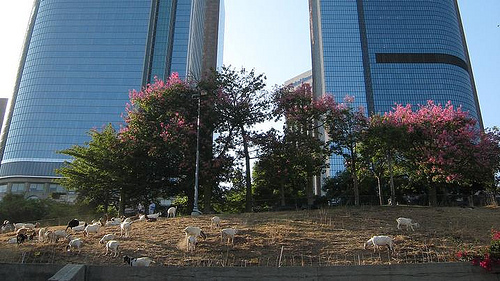 goats clearing angel's flight, downtown los angeles