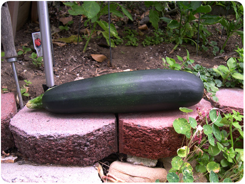 giant zucchini, july 2010