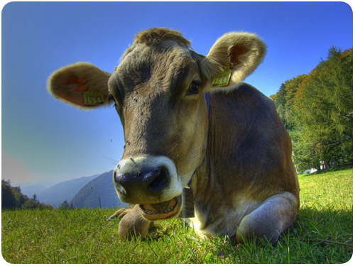 cows eat grass