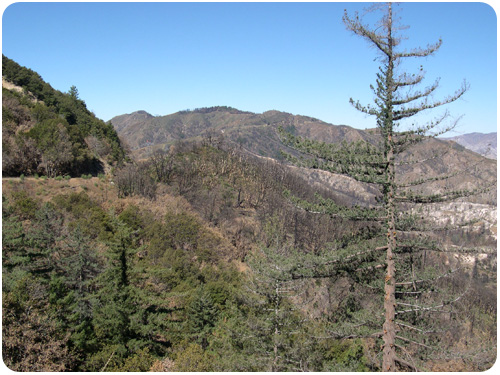 angeles crest forest, one year after the fire