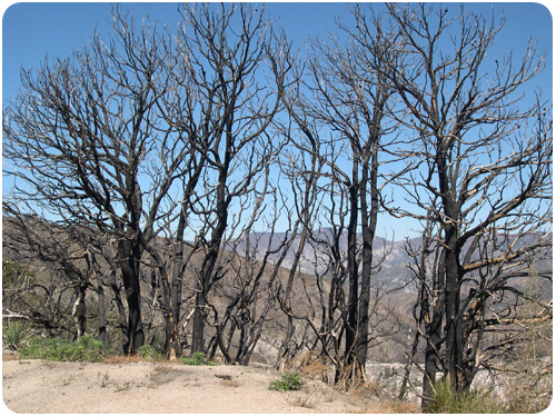 angeles crest, one year after the station fire