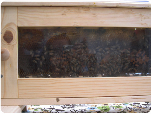 backwards beekeepers at artisanal LA