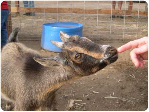 brown goat at los rios rancho