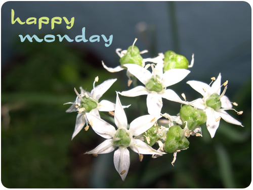 chives in the garden, happy monday