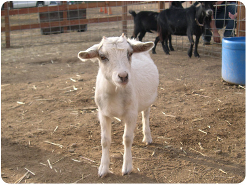 white goat at los rios rancho