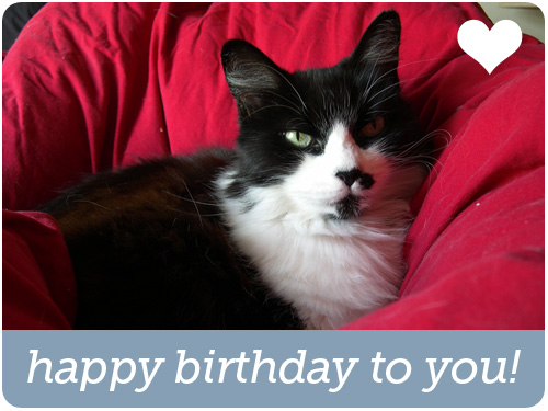 happy 13th birthday kitty kazoo