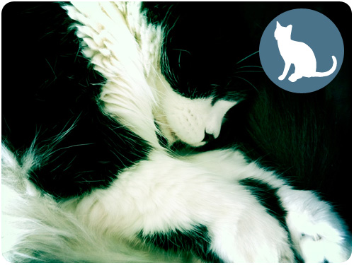 happy 13th birthday kitty kazoo