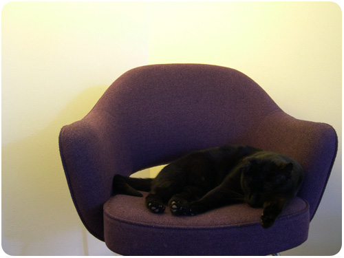 the resort cat visits our room