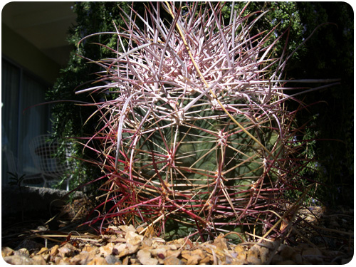 pink spike cactus