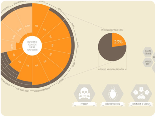honey bee infographic