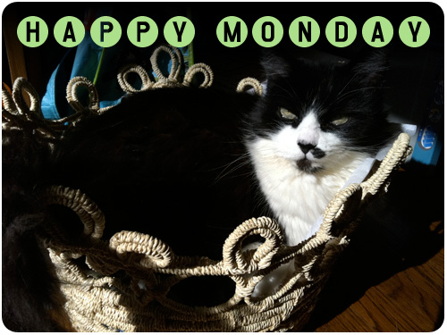 kitty kazoo in her basket