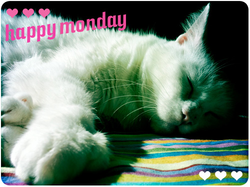 cat nap monday
