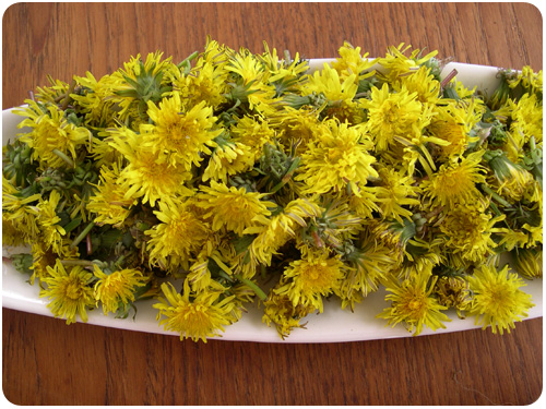 hundreds of dandelions