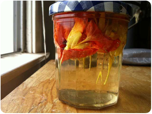 nasturtium vinegar