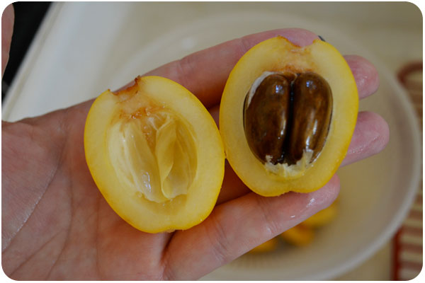 halved loquat