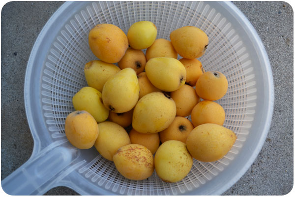 picked loquats