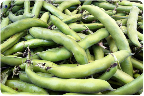 fava bean pods