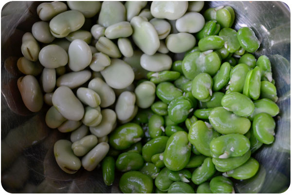 shelling fava beans