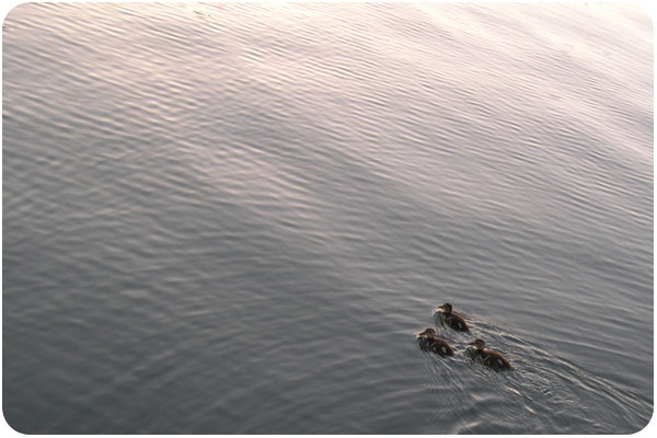 ducklings at sunset