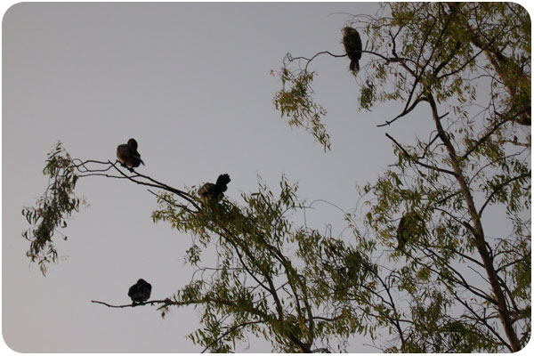echopark_birdtree