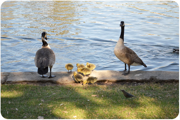 echopark_geese