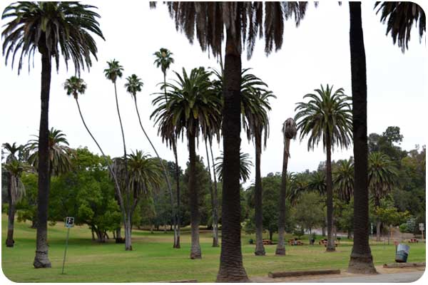 family picnic area at elysian park