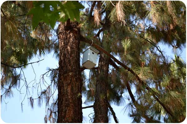 eaton sunnyslope western bluebird house eaton sunnyslope western bluebird house