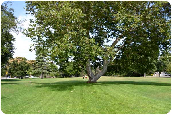 gwinn park green space gwinn park green space